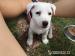 Jack Russell Teriér - Predaj