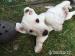 Jack Russell Teriér - Predaj