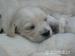 Golden retriever s PP - štěňata /zlatý retrívr/ - Prodej