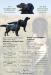 Flat Coated Retriever s PP - Prodej