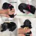 Flat Coated Retriever s PP - Prodej