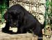 Cane Corso s PP - Predaj