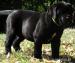Cane Corso s PP - Predaj