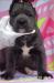 Cane Corso s PP - Predaj