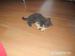 Britské koťátka - Prodej