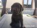 labrador retríer - Predaj