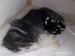 Bearded collie - Prodej