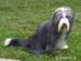 Bearded collie - Prodej