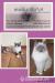 Kocięta rasy Ragdoll - Sprzedaż
