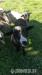 Prodám dubnová jehňata - Prodej