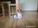 Jack Russel Terrier Szczeniak - piesek - Sprzedaż