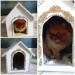 Pomeranian - Predaj
