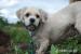 Beny - lhasa apso - Darování