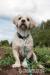 Beny - lhasa apso - Darování