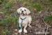 Beny - lhasa apso - Darování