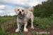 Beny - lhasa apso - Darování