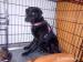 Peggy - kříženec labradora - Darování
