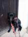 Peggy - kříženec labradora - Darování