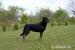 BEAUCERON šteniatka - Predaj