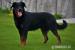 BEAUCERON šteniatka - Predaj
