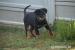 BEAUCERON šteniatka - Predaj