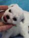 Bišonek - Bichon Frisé - Prodej
