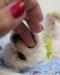Bišonek - Bichon Frisé - Prodej