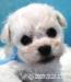 Bišonek - Bichon Frisé - Prodej