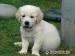 Golden retriever s PP - štěňata /zlatý retrívr/ - Prodej