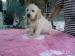Golden retriever s PP - štěňata /zlatý retrívr/ - Prodej
