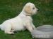 Golden retriever s PP - štěňata /zlatý retrívr/ - Prodej