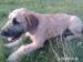 5 miesięcy owczarek katalonski - Podarunek