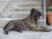 šteniatka cane corso  - Predaj