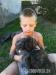 Americký bandog - Prodej