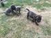 Americký bandog - Prodej