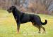 Štěňátka Beaucerona s PP - Prodej