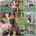 Belgický ovčák malinois - Prodej