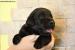 Štěňata Labrador Retriever s PP - Prodej