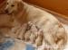 Štěňata Golden Retriever s PP - Prodej