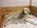 Štěňata Golden Retriever s PP - Prodej