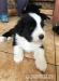 Bearded collie - Prodej