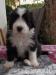 Bearded collie - Prodej