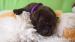 Čokoládová štěnátka Labrador retriever - Prodej