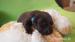 Čokoládová štěnátka Labrador retriever - Prodej