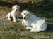 Golden retriever s PP - štěňata /zlatý retrívr/ - Prodej