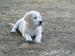 Golden retriever s PP - štěňata /zlatý retrívr/ - Prodej