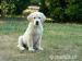Golden retriever s PP - štěňata /zlatý retrívr/ - Prodej