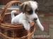 Jack Russell Terrier - Prodej