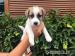 Jack Russell Terrier - Prodej