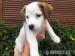 Jack Russell Terrier - Prodej